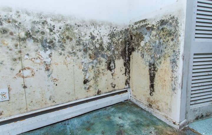 residential mold removal experts in Wilmington